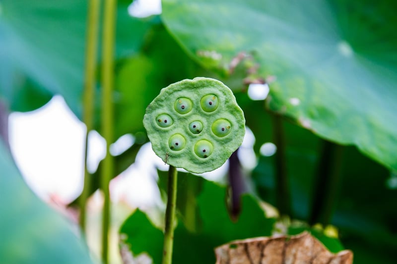 Meteor Shower Seeds